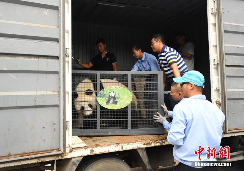 Pandas regressam a Sichuan após de 3 anos em Jilin