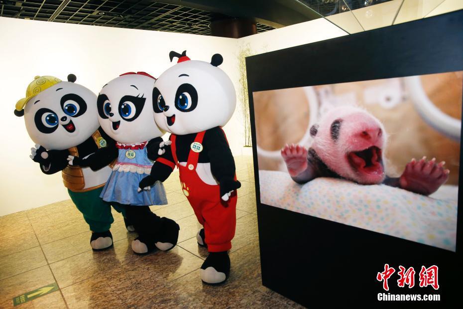 Galeria: Beijing realiza Semana Internacional do Panda Gigante