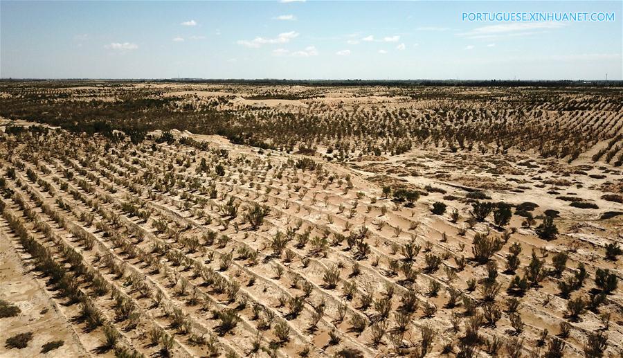 Estudantes africanos aprendem sobre combate à desertificação na China