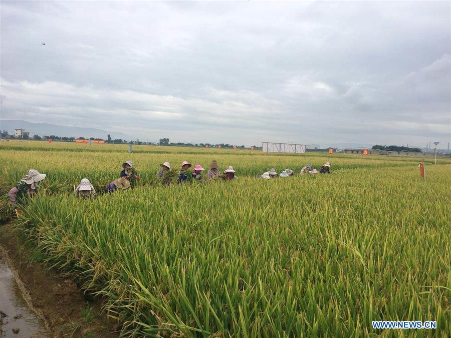 China: Produção de arroz super híbrido bate novo recorde mundial