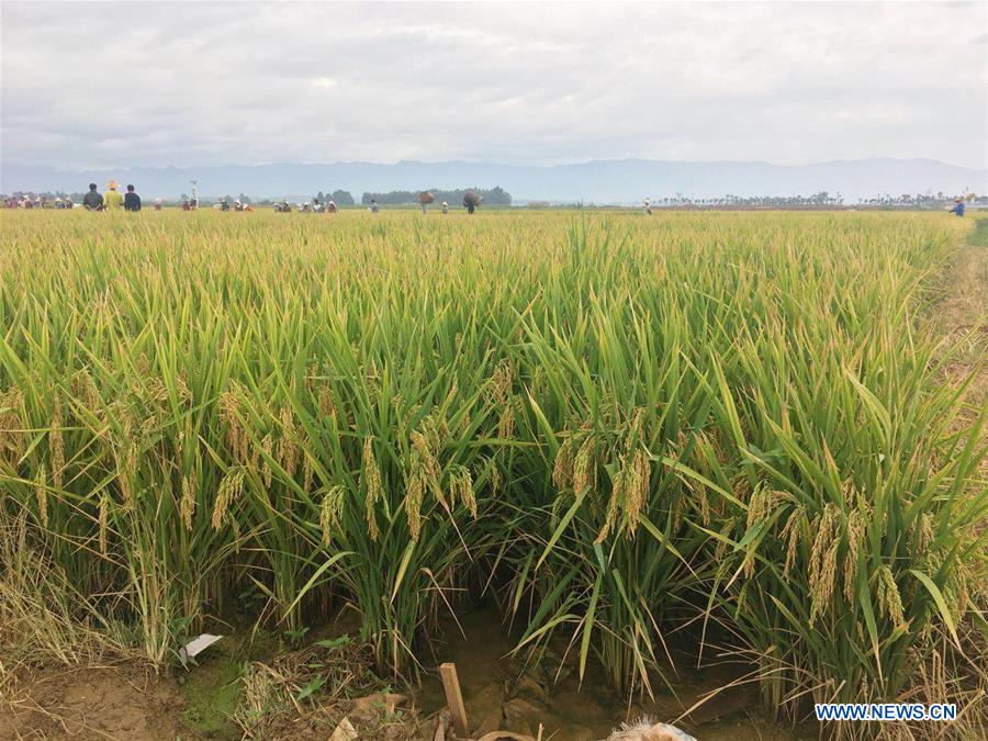 China: Produção de arroz super híbrido bate novo recorde mundial