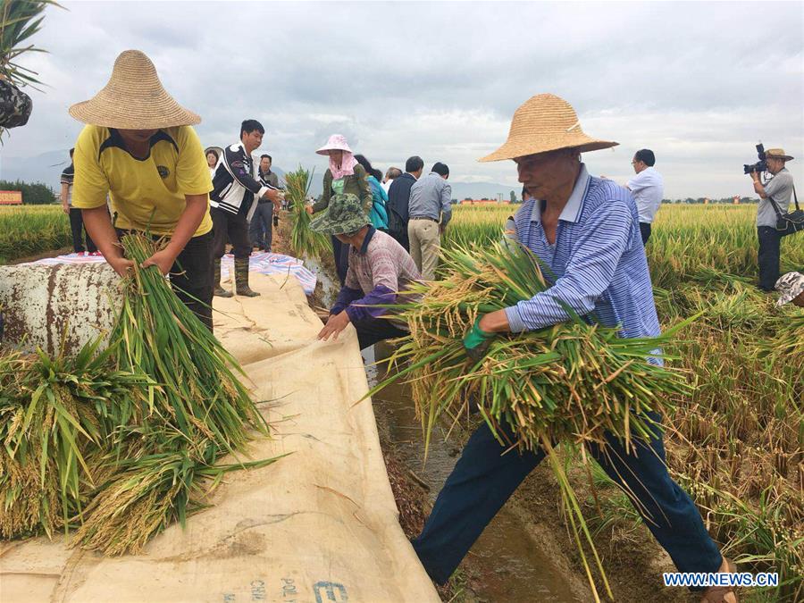 China: Produção de arroz super híbrido bate novo recorde mundial