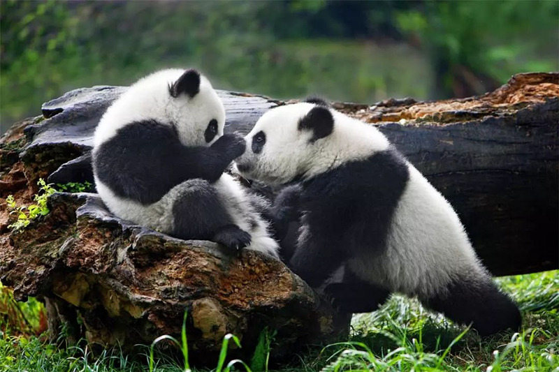 Fotógrafo de 64 anos dedica 26 anos a fotografar pandas em toda a China