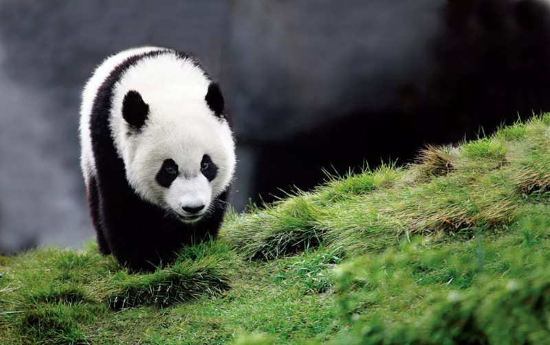Fotógrafo de 64 anos dedica 26 anos a fotografar pandas em toda a China