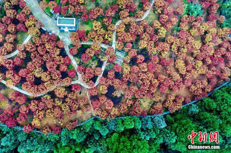 Galeria: Floresta de bordo em cores espetaculares em Chongqing