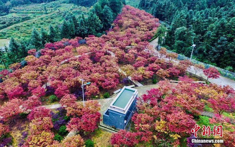 Galeria: Floresta de bordo em cores espetaculares em Chongqing