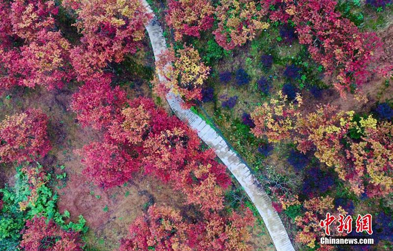 Galeria: Floresta de bordo em cores espetaculares em Chongqing