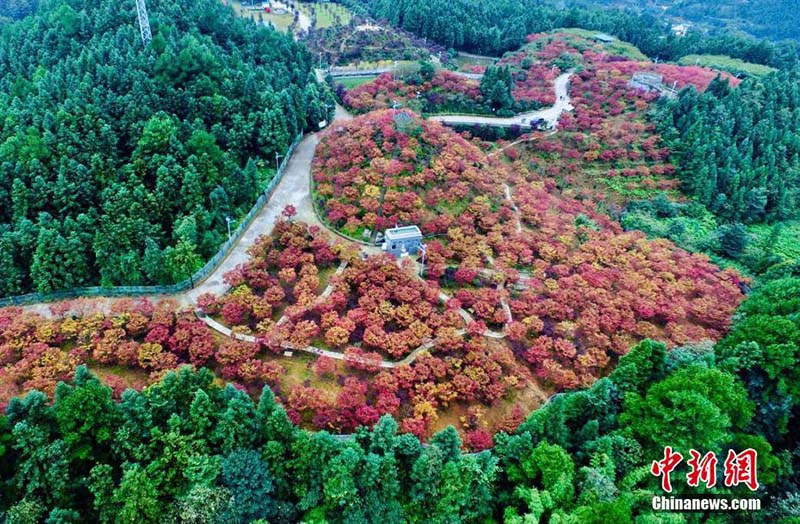 Galeria: Floresta de bordo em cores espetaculares em Chongqing