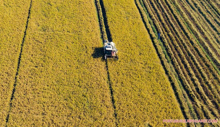 Agricultores e pescadores se ocupam com a colheita de outono em todo o país