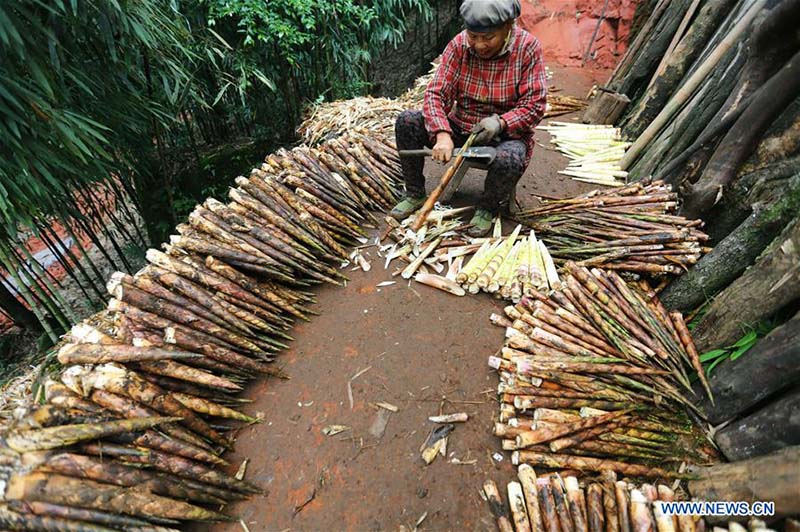 Indústria de bambu aumentam rendimento dos habitantes em Guizhou