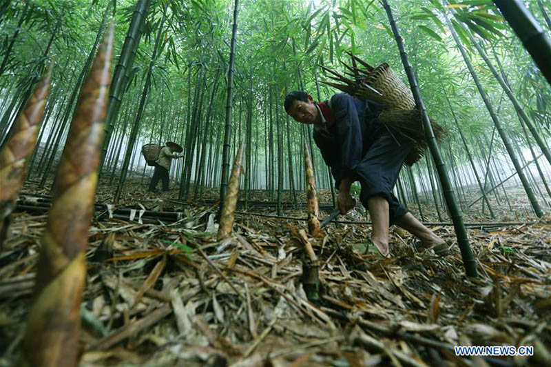 Indústria de bambu aumentam rendimento dos habitantes em Guizhou