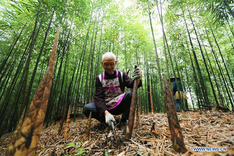 Indústria de bambu aumentam rendimento dos habitantes em Guizhou