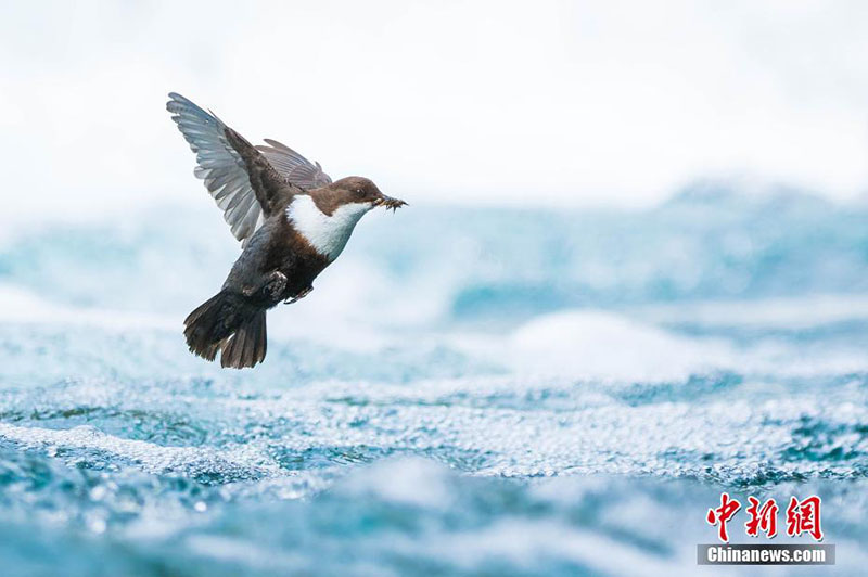 Galeria: Fotógrafo de Vida Selvagem 2018 divulga fotos vencedoras