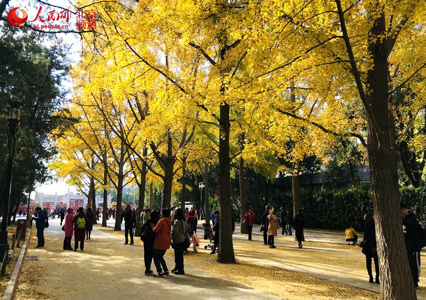 Galeria: Folhas outonais de ginkgo decoram Templo da Terra