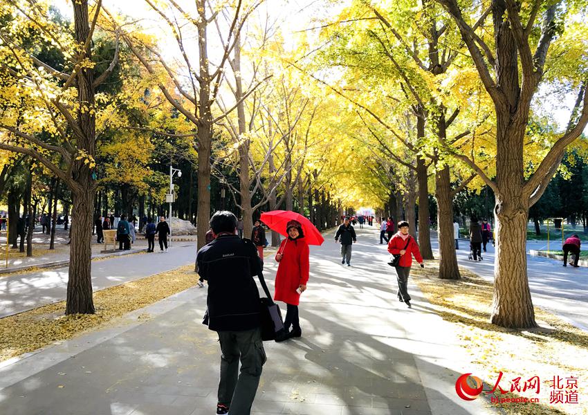 Galeria: Folhas outonais de ginkgo decoram Templo da Terra