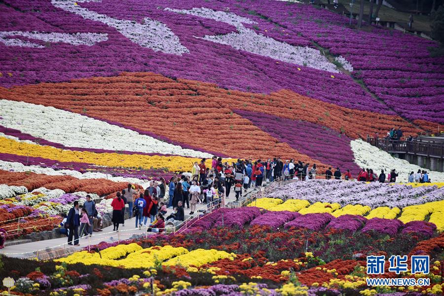 Guizhou: “Economia do crisântemo” atrai turismo às regiões rurais