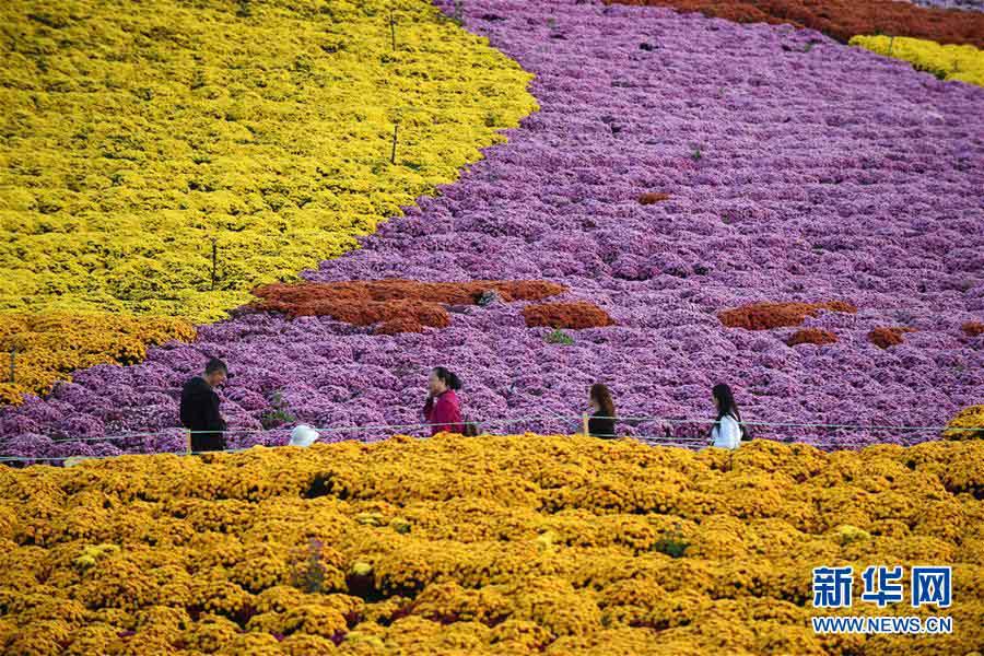 Guizhou: “Economia do crisântemo” atrai turismo às regiões rurais