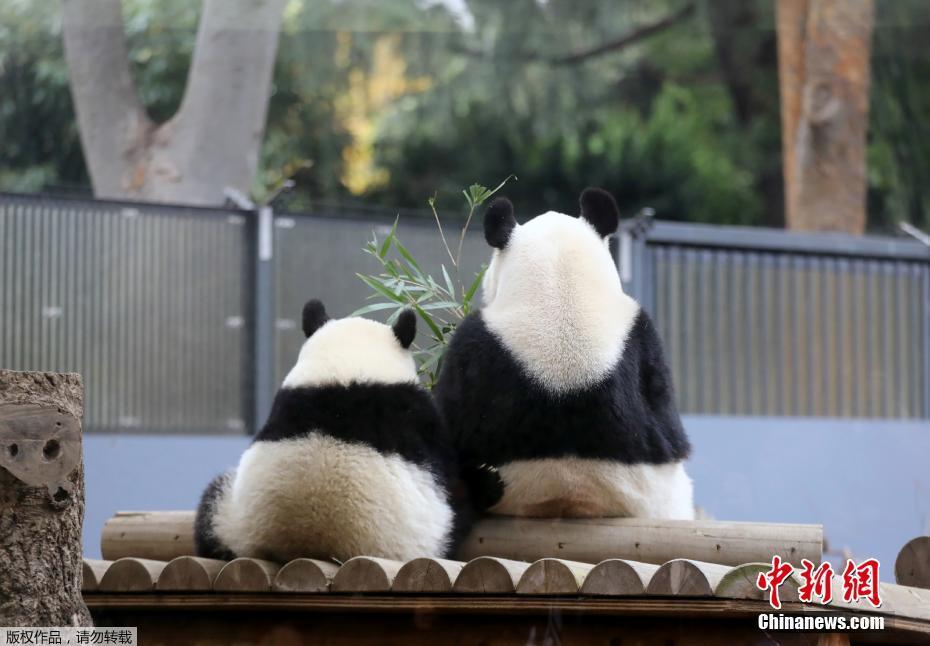 Galeria: Panda Xiang Xiang imita pose da mãe no Japão