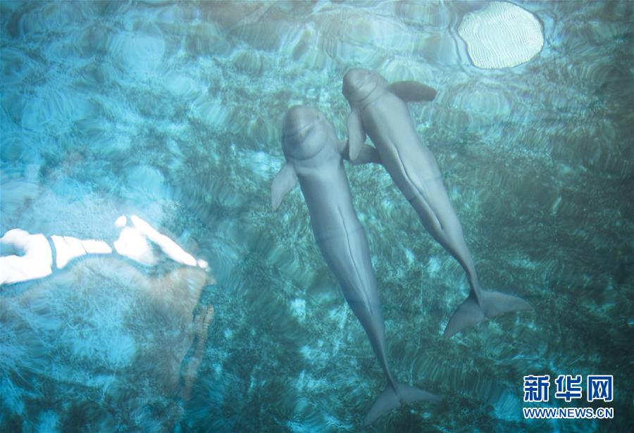 Galeria: Golfinhos do Rio Yangtze protegidos em Wuhan
