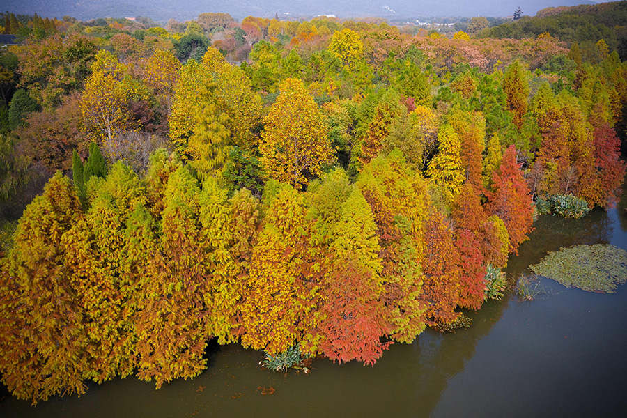 Galeria: Paisagem outonal em Nanjing atrai turistas