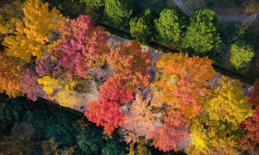 Galeria: Paisagem outonal em Nanjing atrai turistas