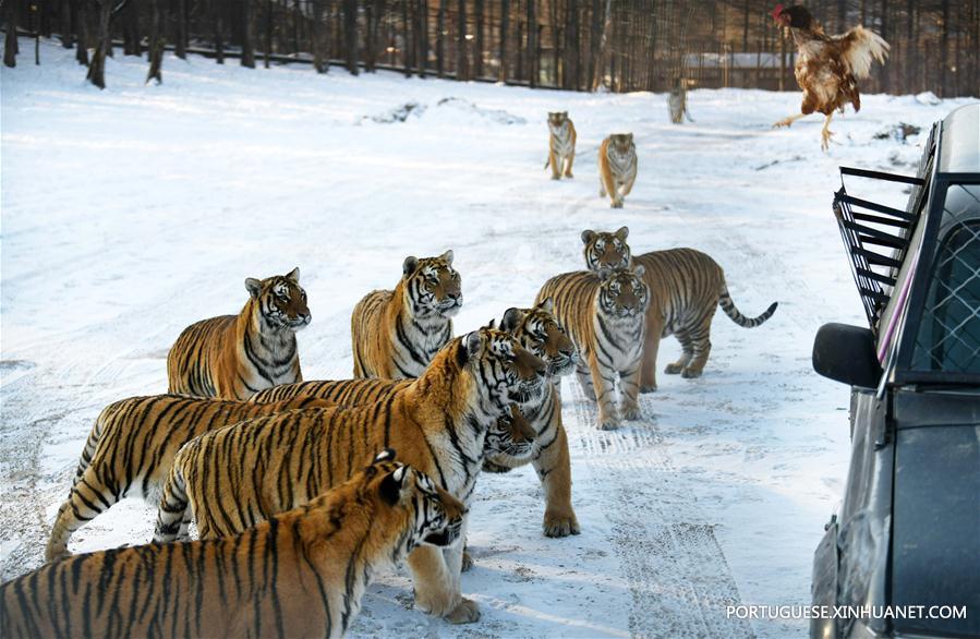 Tigres siberianos no Centro de Criação de Felinos Hengdaohezi da China em Hailin