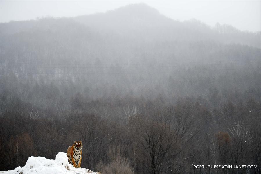 Tigres siberianos no Centro de Criação de Felinos Hengdaohezi da China em Hailin