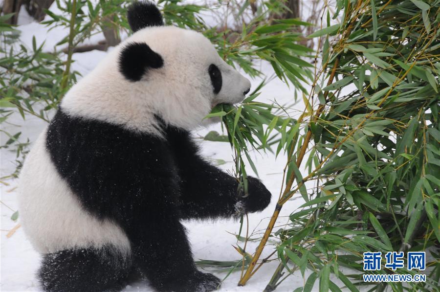 Pandas gêmeos nascidos na Áustria regressam à China