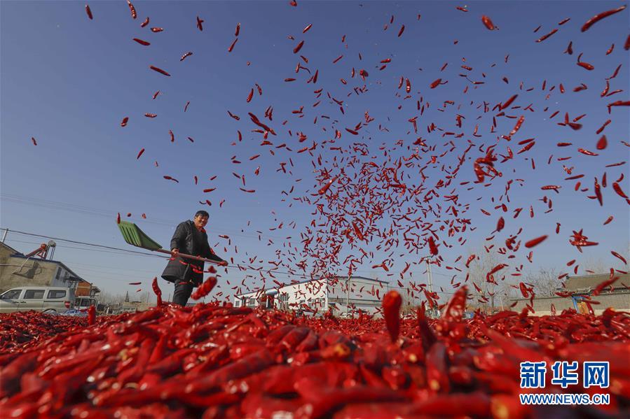 Hebei: colheita e secagem da pimenta no inverno  