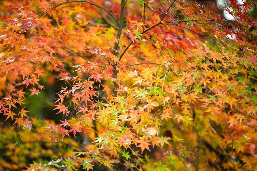 Fotos: Folhas de bordo em tons de vermelho em Hubei