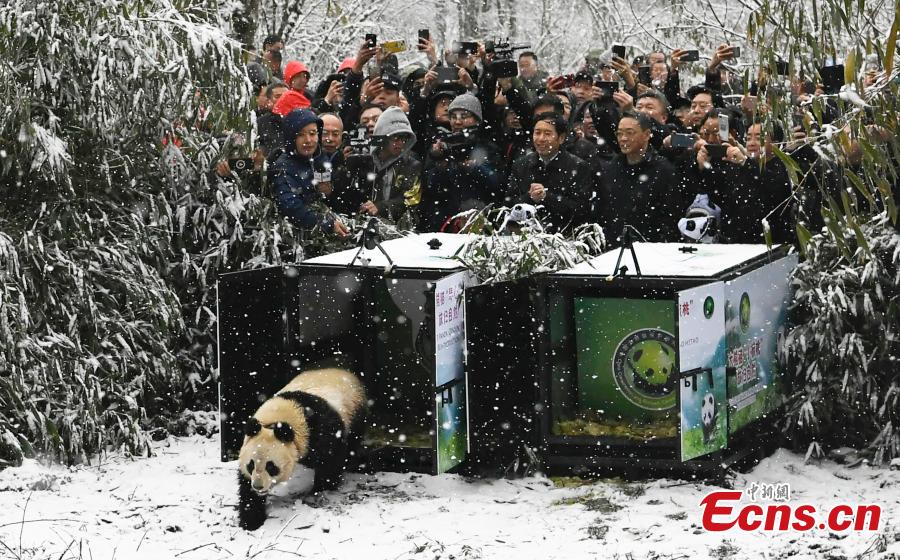 China libera duas pandas gigantes na natureza