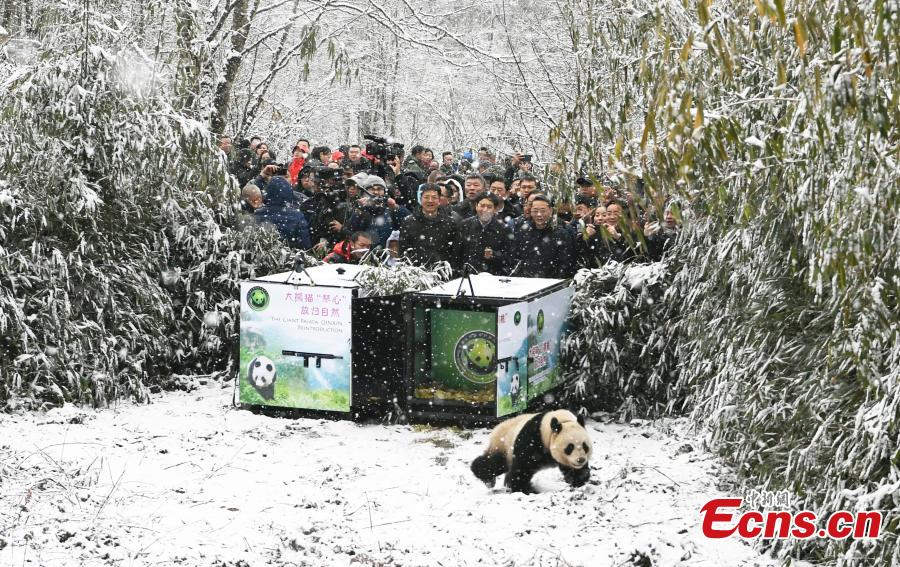 China libera duas pandas gigantes na natureza