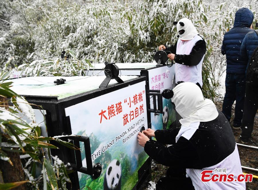 China libera duas pandas gigantes na natureza