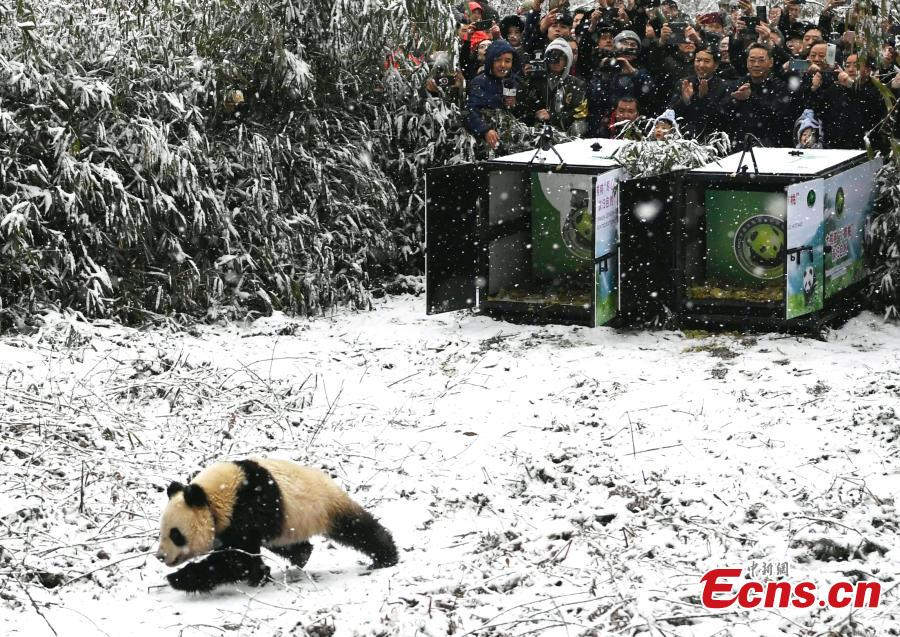 China libera duas pandas gigantes na natureza