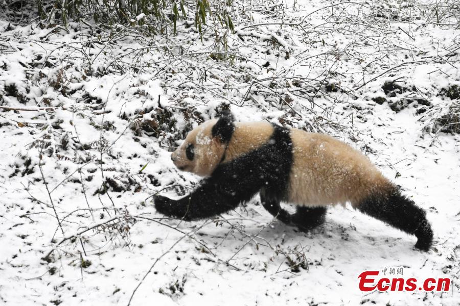 China libera duas pandas gigantes na natureza