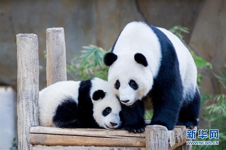 Galeria: 2ª panda gigante nascida na Malásia celebra aniversário