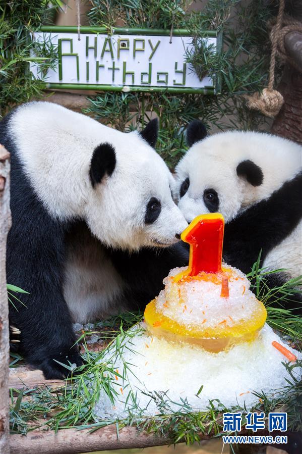 Galeria: 2ª panda gigante nascida na Malásia celebra aniversário