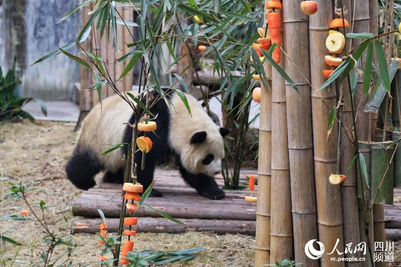 Chengdu: Pandas gigantes recebem presente nas comemorações do Festival da Primavera 