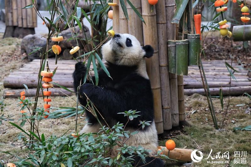 Chengdu: Pandas gigantes recebem presente nas comemorações do Festival da Primavera 