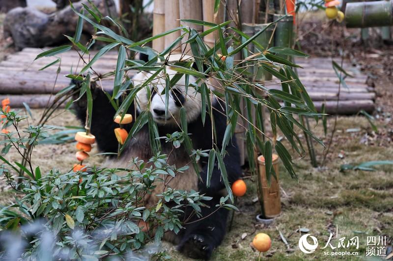 Chengdu: Pandas gigantes recebem presente nas comemorações do Festival da Primavera 