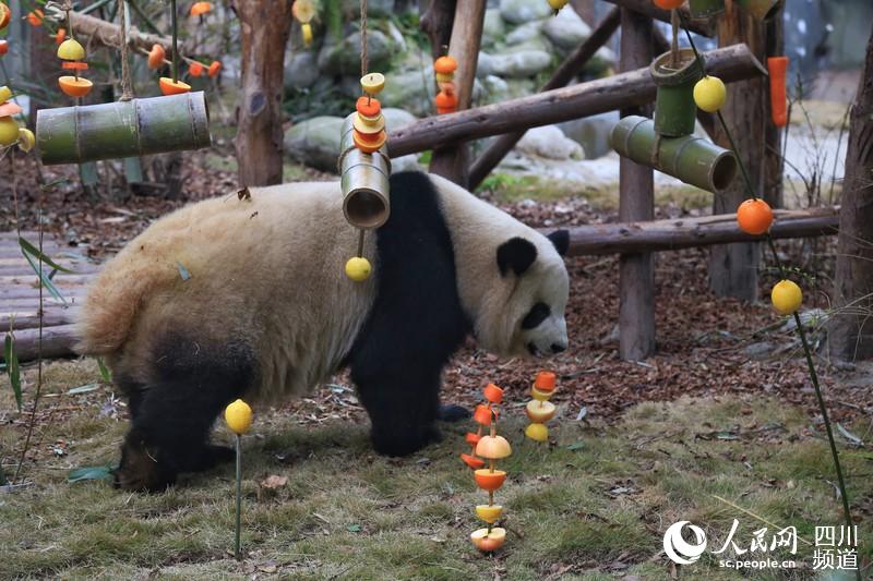 Chengdu: Pandas gigantes recebem presente nas comemorações do Festival da Primavera 