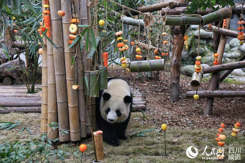 Chengdu: Pandas gigantes recebem presente nas comemorações do Festival da Primavera 