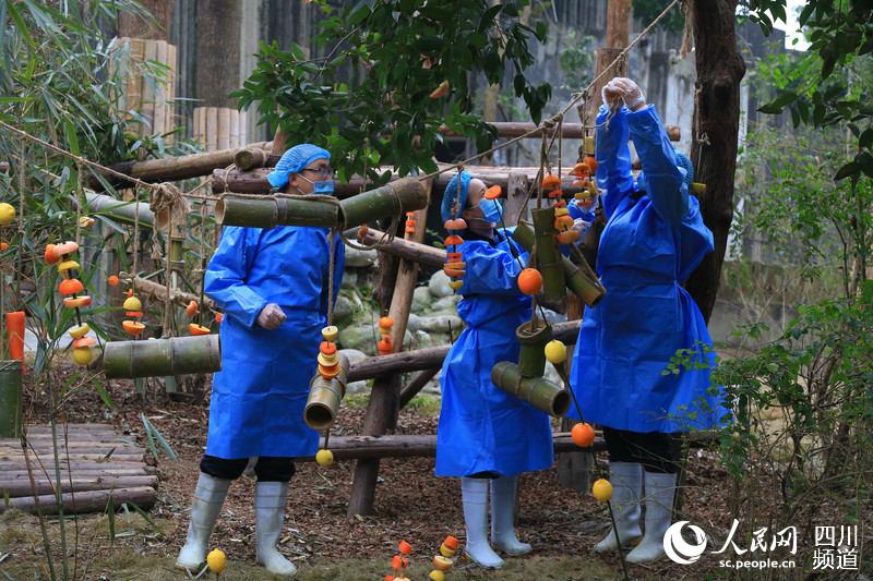 Chengdu: Pandas gigantes recebem presente nas comemorações do Festival da Primavera 