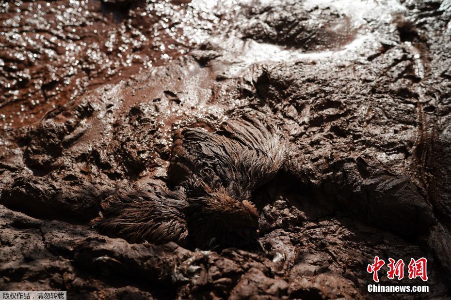 Rompimento da barragem em Brumadinho deixa rasto de mortes e desaparecimentos