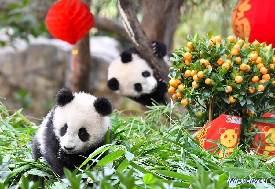 Galeria: Filhotes de panda gigante apreciam presente especial do Ano Novo Chinês em Guangdong