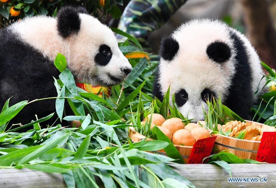 Galeria: Filhotes de panda gigante apreciam presente especial do Ano Novo Chinês em Guangdong