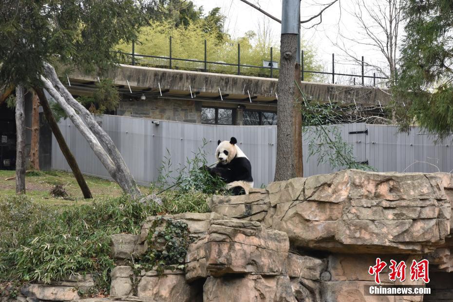 Pandas de zoológico de Washington recebem novo lar