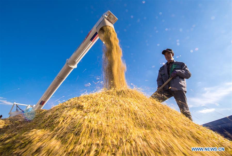 China aprofunda Implementação da estratégia de revitalização rural