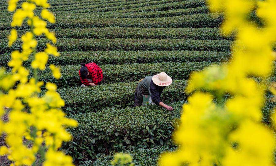 Galeria:Temporada de colheita de chá começa na China