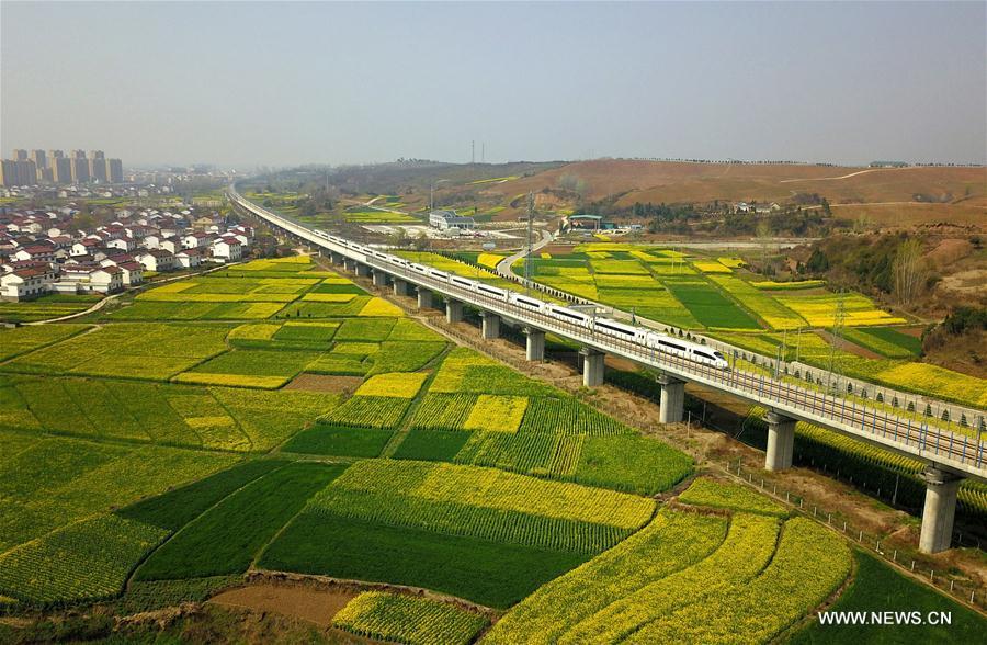 Trem-bala atravessa pelo campo de flores de colza